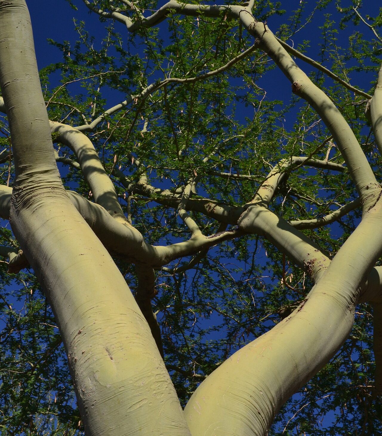 cropped-palo-verde-tree-2088364_1920-1.jpg